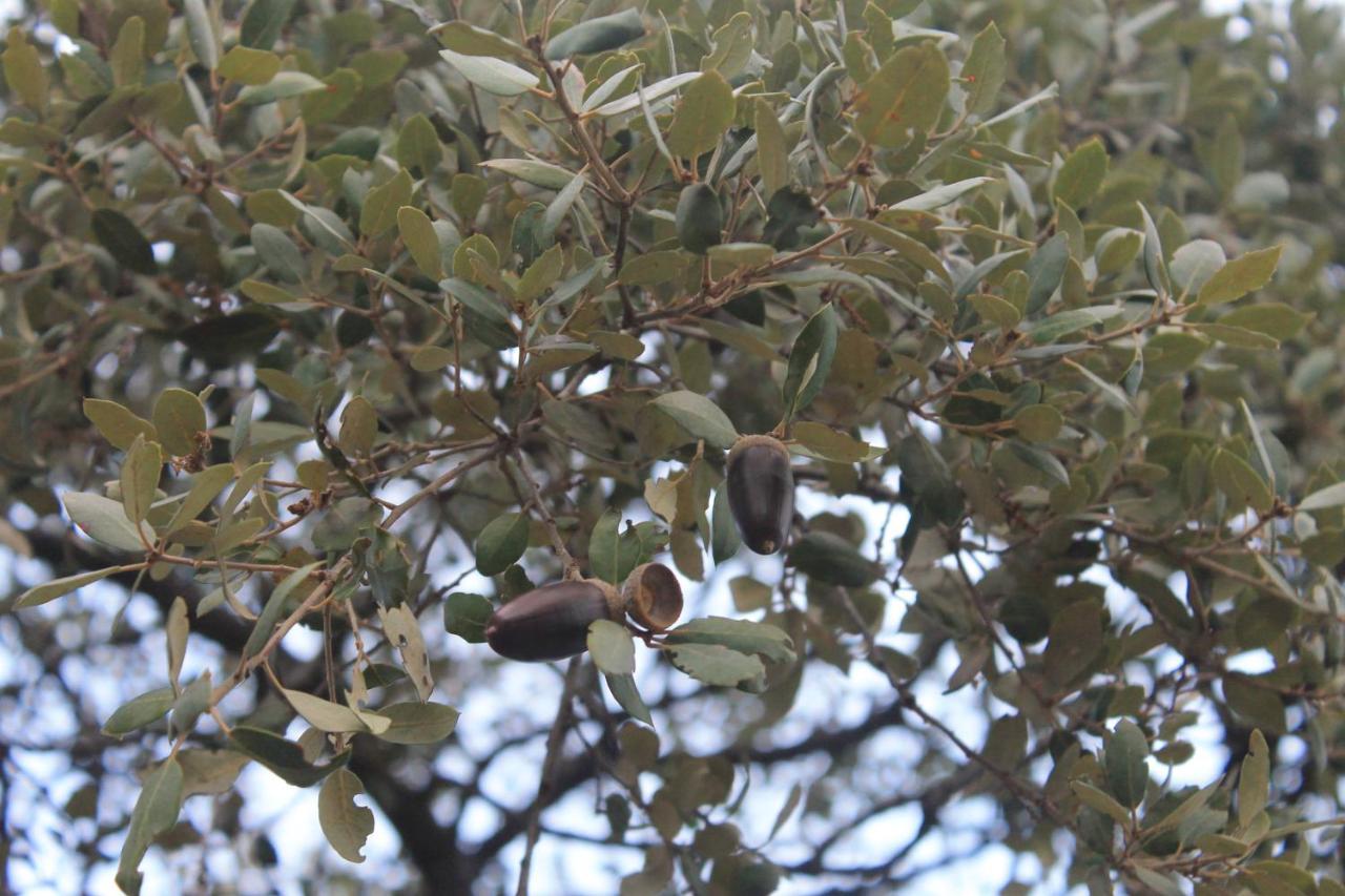 מרידה Casa Rural La Coscoja מראה חיצוני תמונה